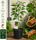 Cinnamon Live Tree 12–24 Inches Tall – Cinnamomum verum – Aromatic Evergreen Tropical Plant for Gardens & Containers