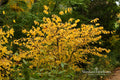 Spicebush Bare Root Plant Lindera benzoin Native Deciduous Shrub Fragrant Foliage Spring Flowers