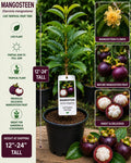 Mangosteen Live Fruit Tree 12–24 Inches Tall Garcinia mangostana Tropical Edible Garden Plant