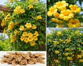 Yellow Trumpet Vine Seeds – Campsis radicans flava Perennial Climbing Flowering Vine for Garden, Fence, Trellis