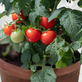 Dwarf Bush Tomato Seeds – 100+ Cherry Variety – Compact Patio Plant – Solanum lycopersicum