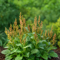 Great Water Dock Seeds | Rumex Orbiculatus | Native Perennial Wetland Wildflower | 100 Seeds