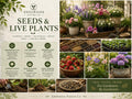 Red Althea Rose of Sharon Hibiscus Bare Root Plant | 12-24 Inch Ornamental Shrub | Hibiscus syriacus Flowering Bush