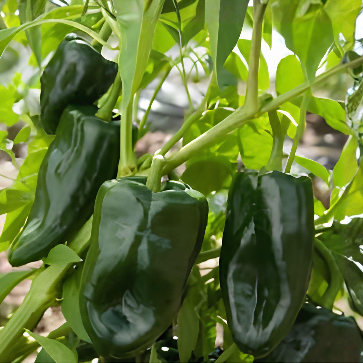 Ancho Poblano Pepper Seeds | Hot Vegetable Seeds | Capsicum annuum | Easy to Grow, Productive, Kitchen Use