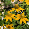 Cut-Leaf Coneflower Seeds | Rudbeckia laciniata | Wild Golden Glow Native Wildflower | Pollinator-Friendly Perennial | 50 Seeds