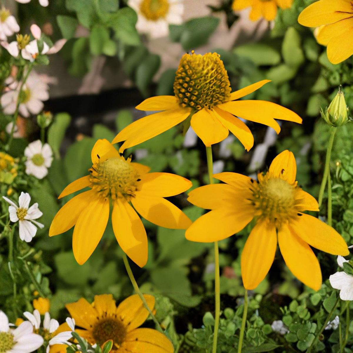 Cut-Leaf Coneflower Seeds | Rudbeckia laciniata | Wild Golden Glow Native Wildflower | Pollinator-Friendly Perennial | 50 Seeds
