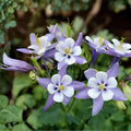 Blue Rocky Mountain Columbine Seeds | Aquilegia caerulea | Native Wildflower Pollinator Plant | 100 Seeds