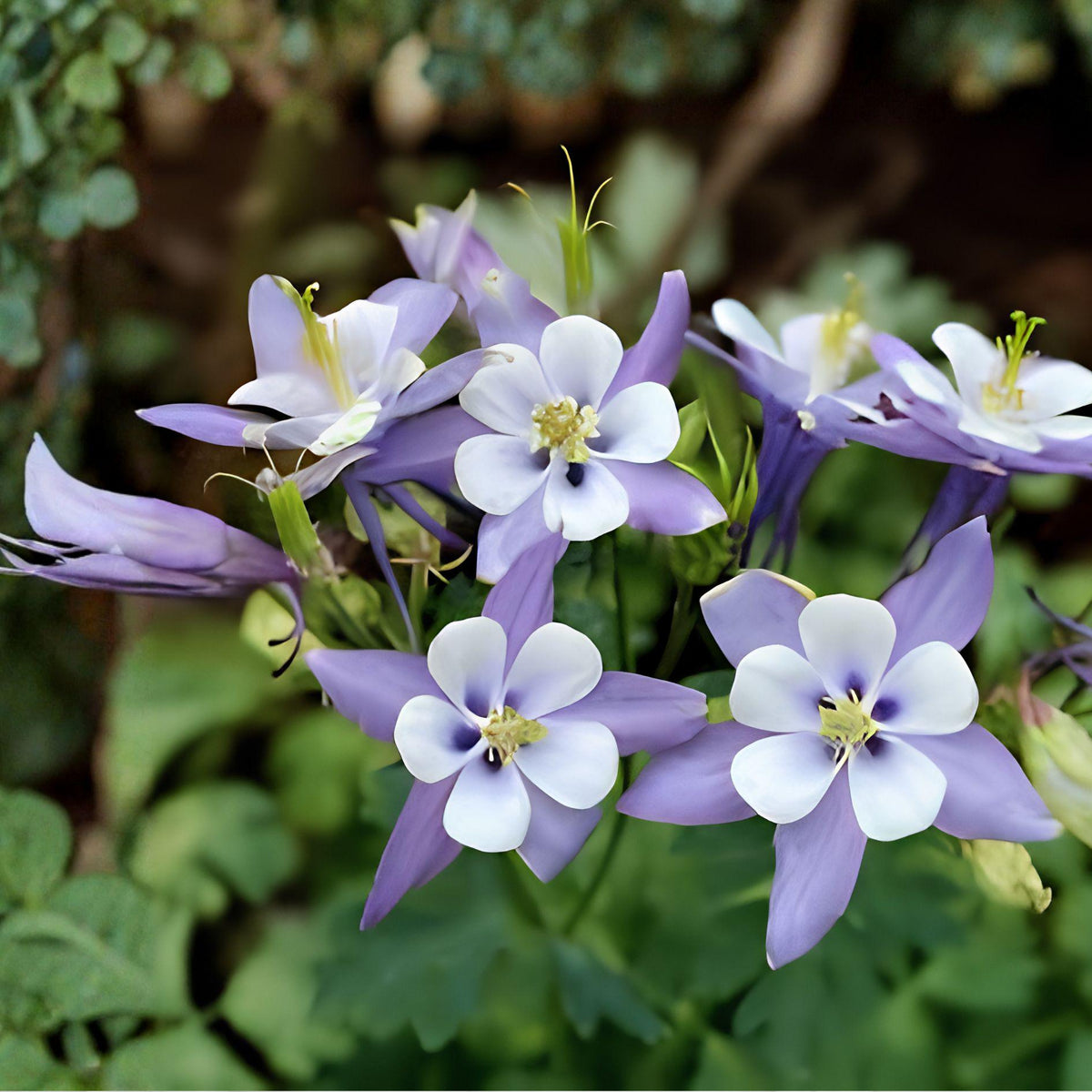 Blue Rocky Mountain Columbine Seeds | Aquilegia caerulea | Native Wildflower Pollinator Plant | 100 Seeds