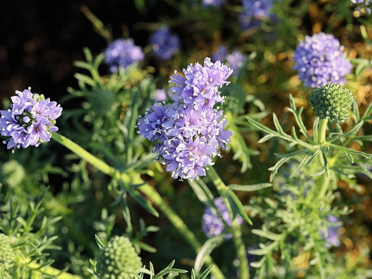 100 Globe Gilia Seeds Gilia capitata Wildflower Pollinator Cottage Garden