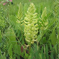 Canadian Milk Vetch Seeds | Astragalus Canadensis | Native Wildflower for Pollinators | Perennial Seed Pack
