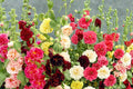 Chater's Double Mix Hollyhock Seeds – Alcea rosea Biennial Flower Seeds for Cottage Garden, Border, and Landscape Planting