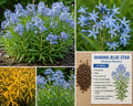 Shining Blue Star Seeds – Amsonia illustris Perennial Blue Flower for Garden Borders and Naturalized Landscapes