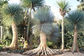 5 Seeds Beaked Yucca Yucca rostrata Desert Plant Ornamental