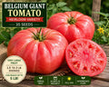 Belgium Giant Tomato Seeds – Heirloom Dark Pink Fruit, Solanum lycopersicum, Large Fruit, 35 Seeds