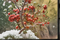 5 Seeds Desert Peach Prunus andersonii Native Shrub Drought Tolerant Ornamental