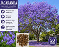 Jacaranda Tree Seeds – Blue Flowering Ornamental Tree, Jacaranda mimosifolia, Garden, Landscape, 50 Seeds
