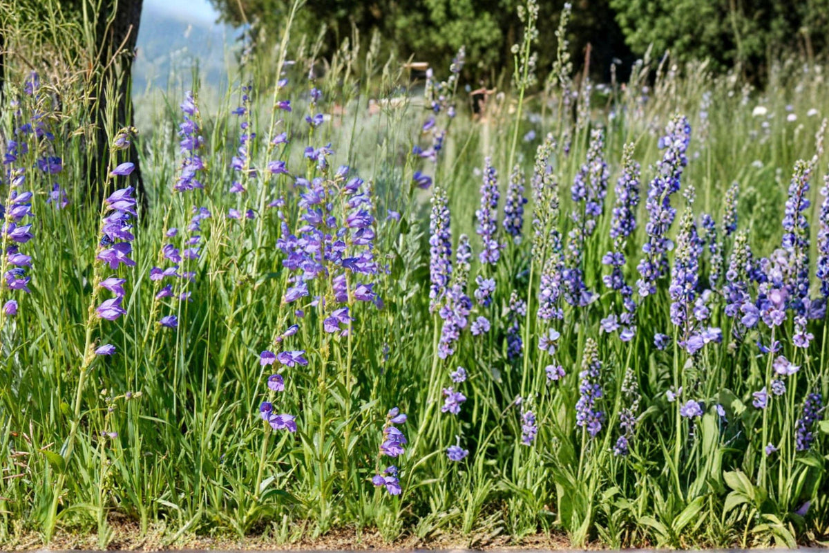 Rocky Mountain Penstemon Seeds – Blue Perennial Flower, Penstemon strictus, Hardy Wildflower for Gardens and Borders