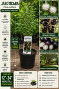 Jaboticaba Live Fruit Tree 12–24 Inches Tall – Plinia cauliflora – Tropical Edible Tree for Gardens