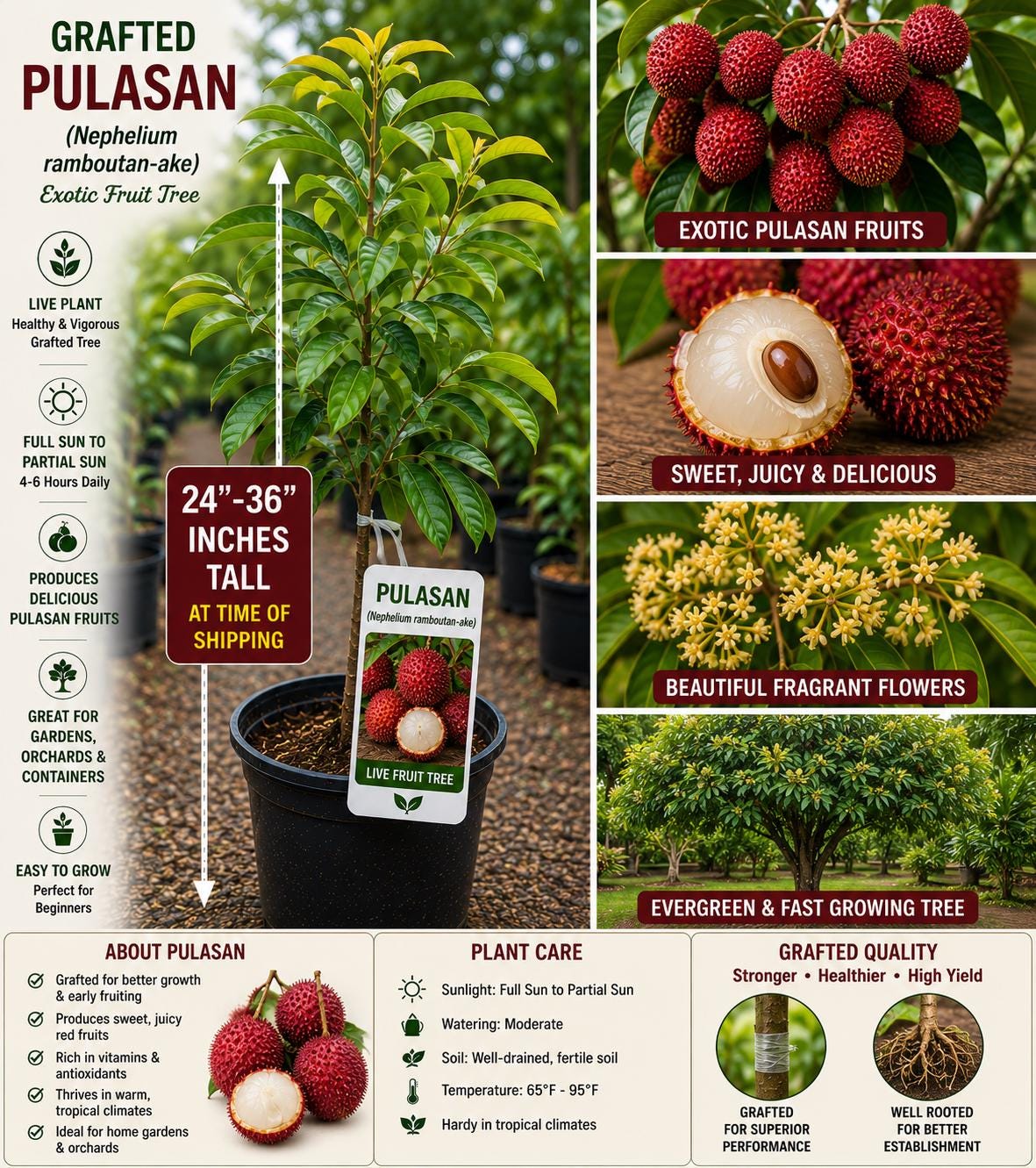 Grafted Pulasan Fruit Tree – Nephelium ramboutan-ake – Tropical Edible Tree for Garden, Orchard, or Landscape