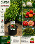 Pitanga Live Fruit Tree 2–3 Feet Tall – Eugenia uniflora Surinam Cherry Tropical Edible Garden Plant