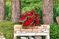 6 Caladium Bulbs Florida Cardinal Caladium bicolor Heart Shaped Foliage