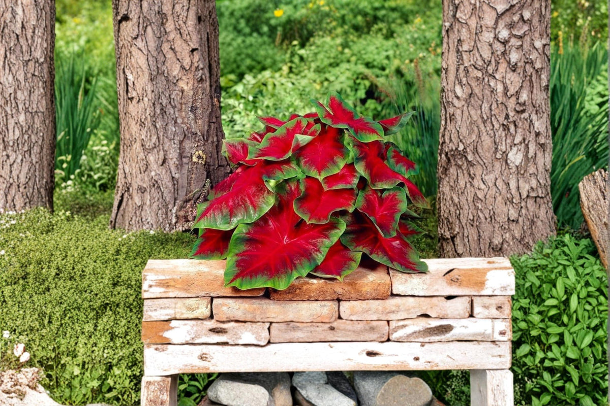6 Caladium Bulbs Florida Cardinal Caladium bicolor Heart Shaped Foliage