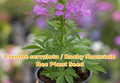 Cleome Serrulata Wildflower Seeds | Purple Rocky Mountain Bee Plant | Pollinator Garden, Native Prairie, Drought Tolerant