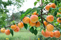 Apricot Seedling 1 Yr Old Prunus armeniaca | Edible Fruit Tree for Home Orchards & Gardens | Deciduous Plant
