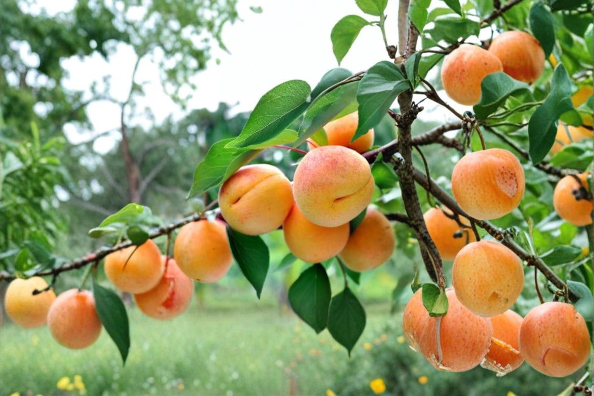 Apricot Seedling 1 Yr Old Prunus armeniaca | Edible Fruit Tree for Home Orchards & Gardens | Deciduous Plant