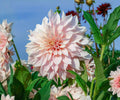 Dahlia Cafe au Lait Royal Tubers – Giant Cream Pink Flowers, Summer Fall Garden Plants, Cut Flowers, Decorative Perennial