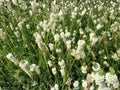 100 White Prairie Clover Seeds Dalea candida Native Wildflower Pollinator Garden