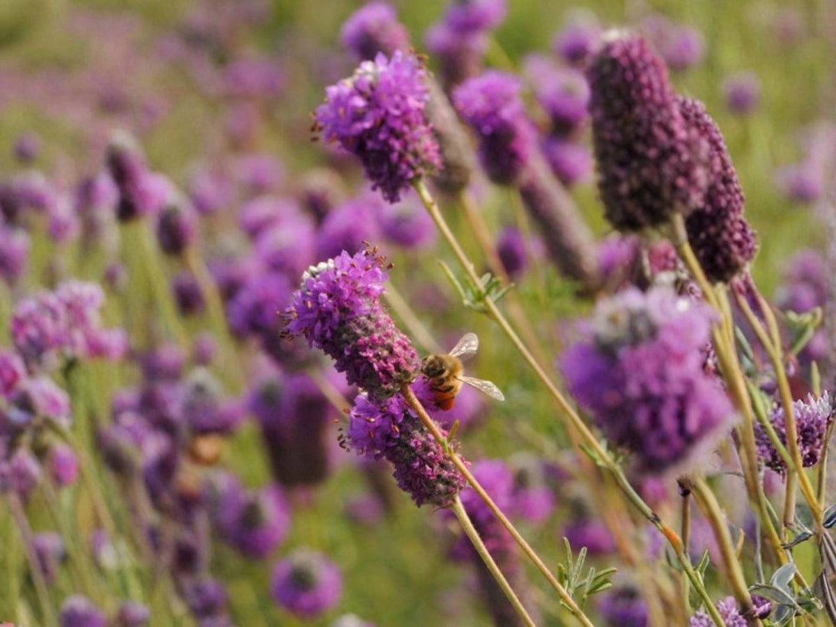 100 Seeds Purple Prairie Clover Dalea purpurea Native Wildflower Pollinator Garden