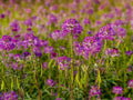 75 Rocky Mountain Bee Plant Seeds Cleome serrulata Wildflower Pollinator Garden