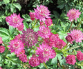 Astrantia Star of Beauty Bare Root Plant – Rosy Pink Woodland Perennial – Astrantia major ‘Star of Beauty’ Zone 4-7