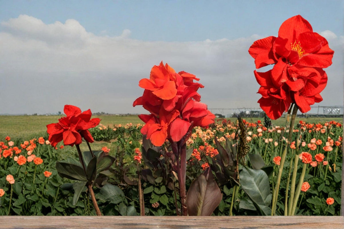 3 Bulbs Tropical Goth Canna Lily Canna x generalis