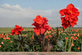 Tropical Goth Canna Lily Bulbs - 3 Bulbs, Canna × generalis, Ornamental Flowering Perennial, Bold Foliage & Summer Blooms