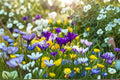 20 Crocus Bulbs Crocus spp. Mix Spring Blooming Perennial