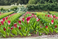 3 Bulbs Red Calla Lily Zantedeschia