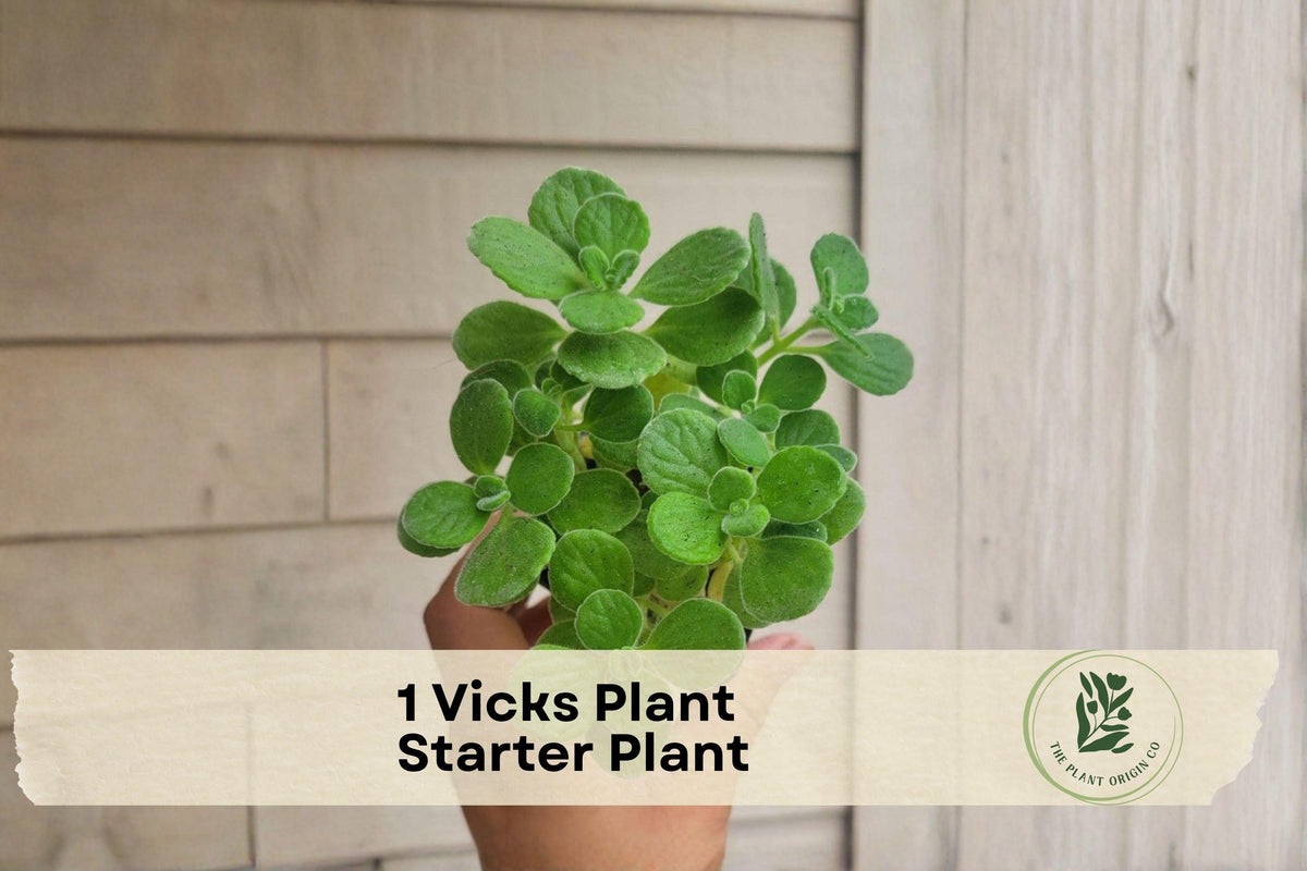 Vicks Plant Starter - Plectranthus hadiensis var. tomentosa, Aromatic Succulent, Trailing Green Foliage, 3-Inch Pot