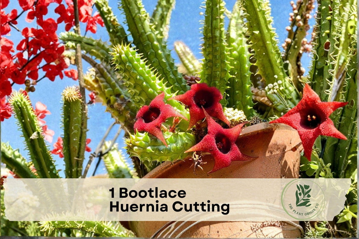 Bootlace Huernia Cutting – Rare Succulent, Trailing, Deep Maroon Flowers, Huernia pendula, Unrooted or Partially Rooted