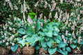 3 Live Plants Blue Angel Hosta Hosta sieboldiana Shade Perennial Giant Blue Foliage