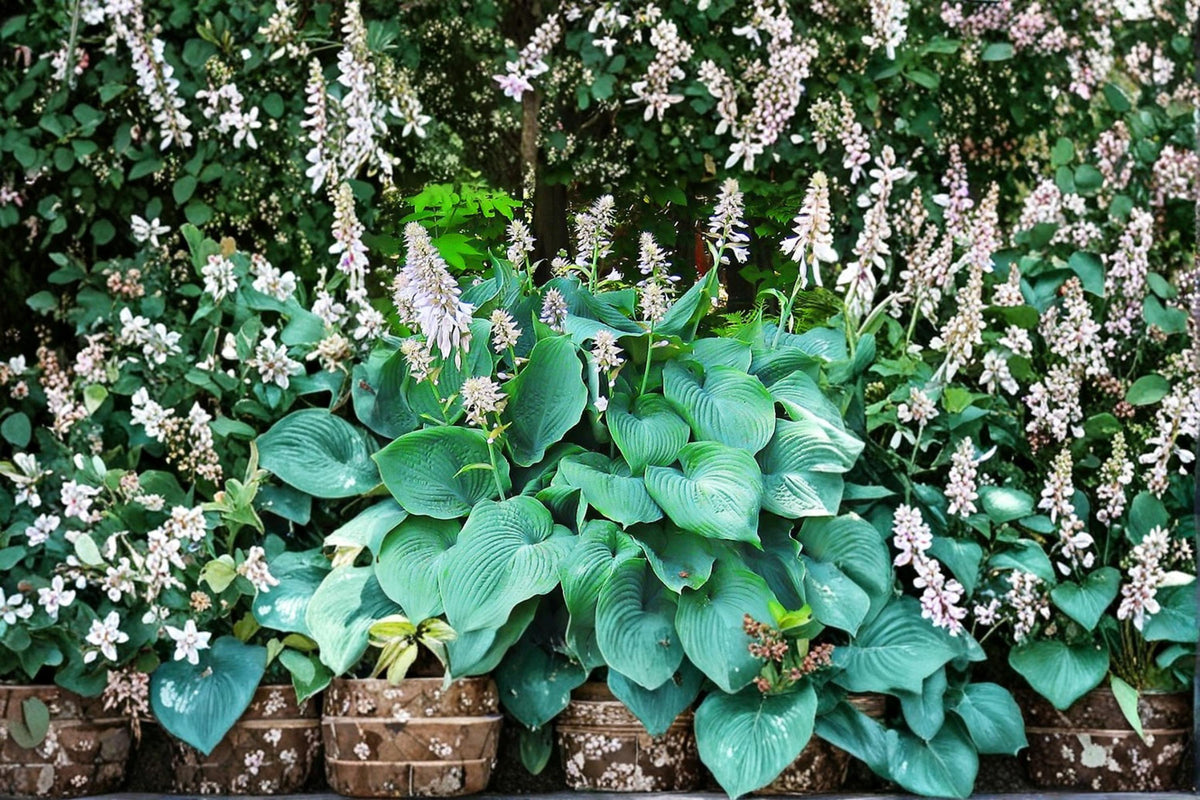 3 Live Plants Blue Angel Hosta Hosta sieboldiana Shade Perennial Giant Blue Foliage
