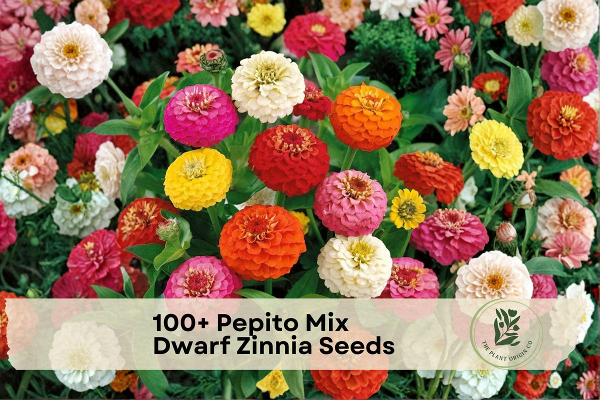 Pepito Mix Dwarf Zinnia Seeds, Zinnia elegans, Compact Annual Flower for Borders & Containers, Bright Colorful Blooms