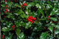 English Holly Seeds – Ilex aquifolium Evergreen Hedge Plant, Ornamental Shrubs for Landscaping and Privacy Screening