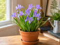 Dwarf Crested Iris Bare Root Plant – Iris cristata Native Ground Cover with Lavender-Blue Spring Blooms