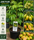 June Plum Live Fruit Tree – Spondias dulcis – Tropical Edible Tree, 12–24 Inches Tall, Evergreen Fruit Tree for Backyard Gardens