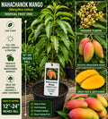 Mahachanok Mango Live Fruit Tree – Mangifera indica – Tropical Edible Landscape Plant, 12–24 Inches Tall