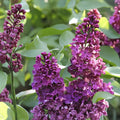 Royalty Lilac Plant – Fragrant Purple Blooms, Syringa vulgaris 'Royalty' – Live Shrub for Garden, Hedges, and Borders