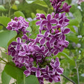 Sensation Lilac Plant | 8-12" Tall Syringa vulgaris 'Sensation' | Purple & White Blooms | Fragrant Shrub for Hedges & Borders