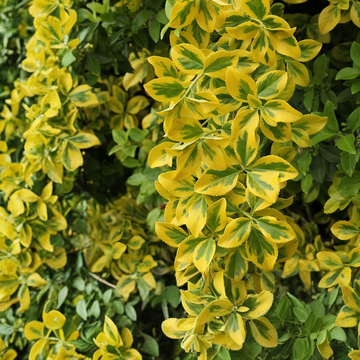 Golden Euonymus Shrub - Variegated Evergreen Plant for Hedges, Borders & Landscaping | Euonymus japonicus 'Aureo-marginatus'